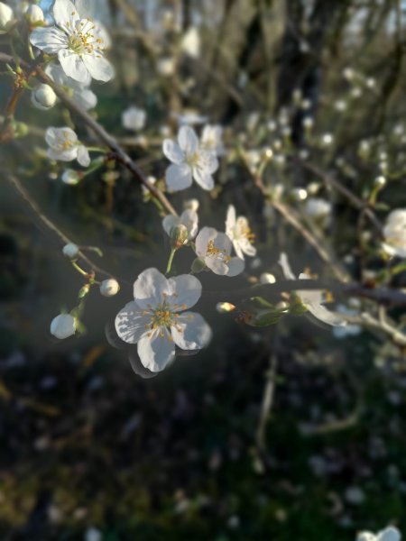 FLEURS DE CERISIER. Fay,  printemps. LOLA ET MALO